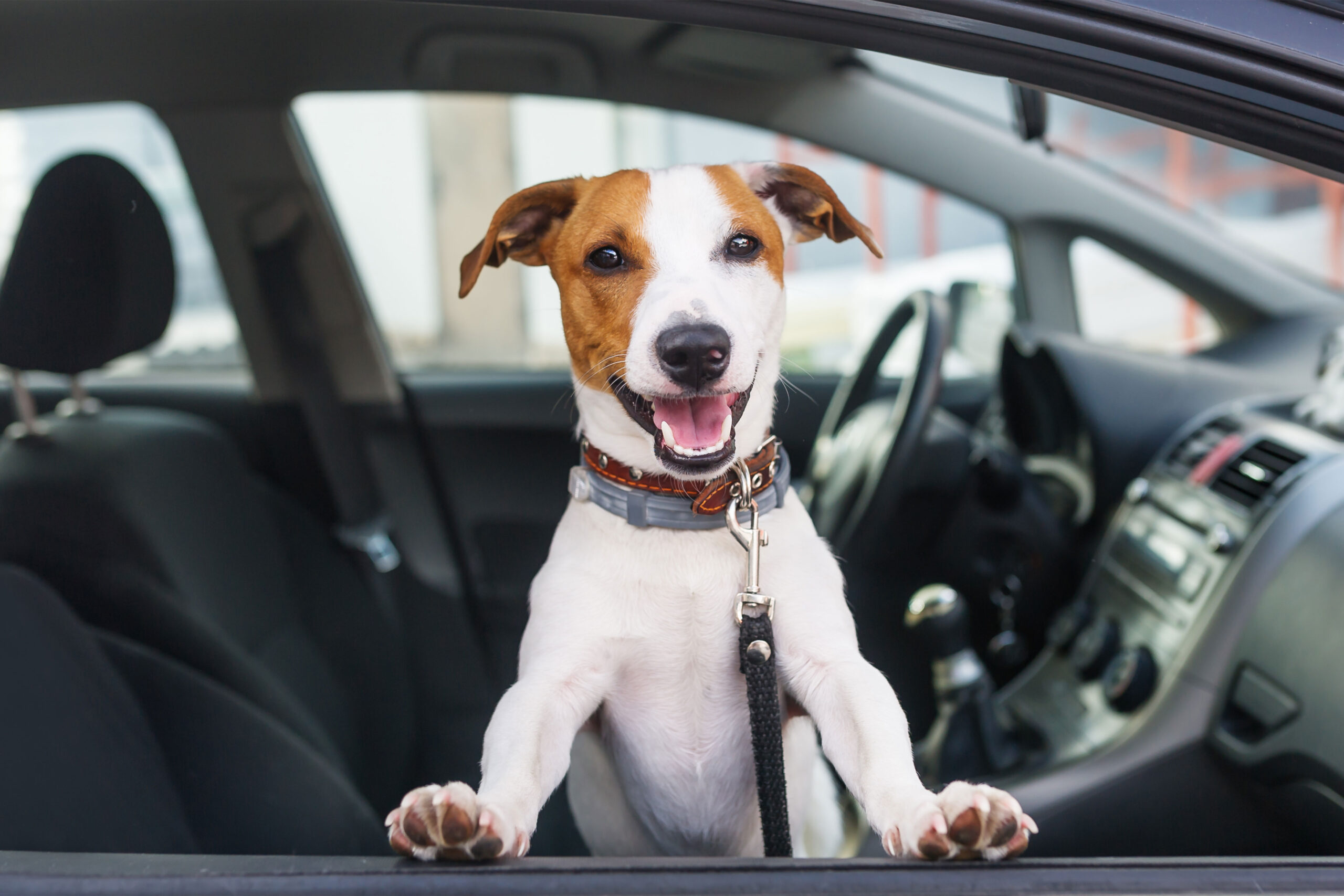 Dog smiling on the car.