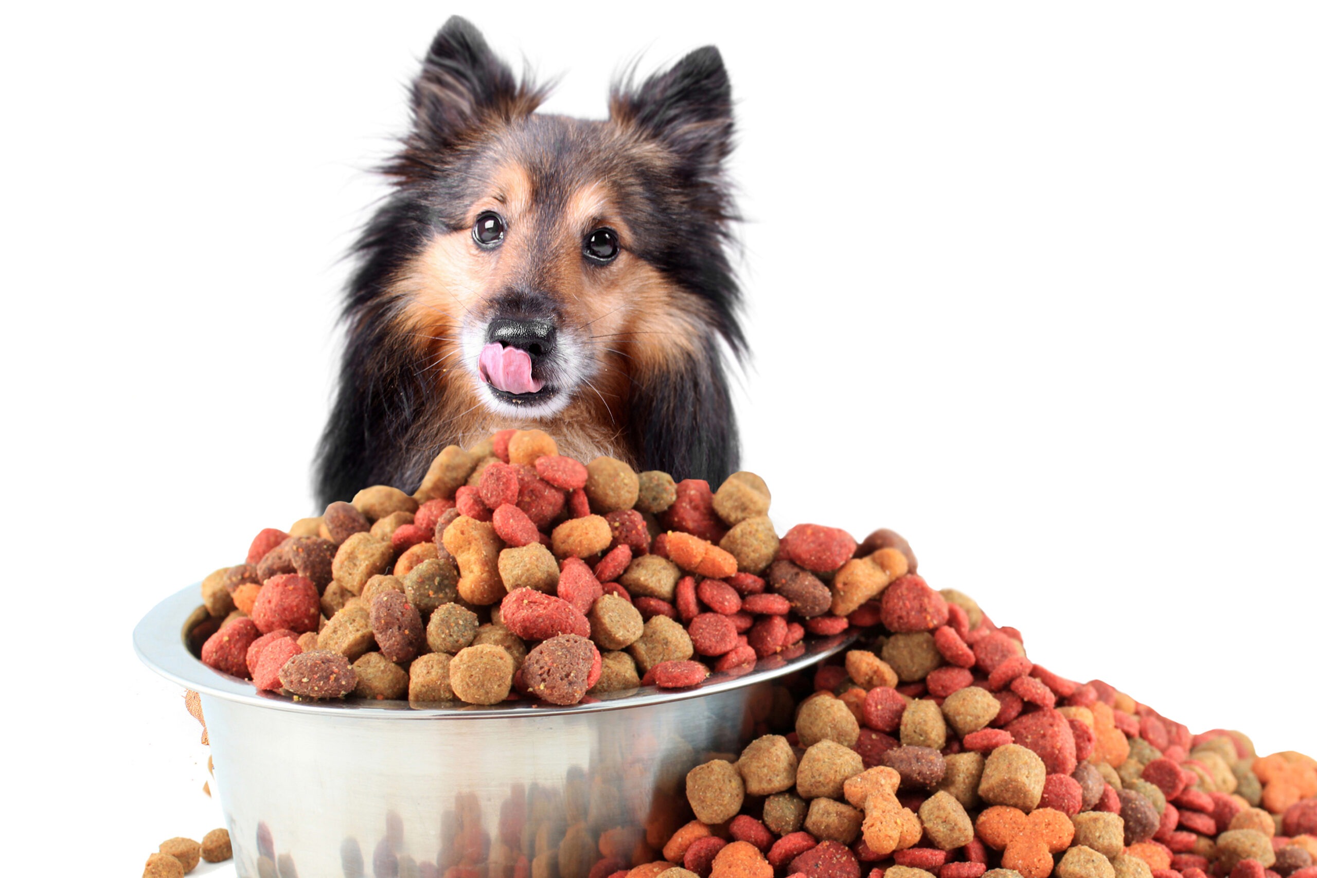 Beautiful sheltie licking his nose sitting behind overflowing treats.