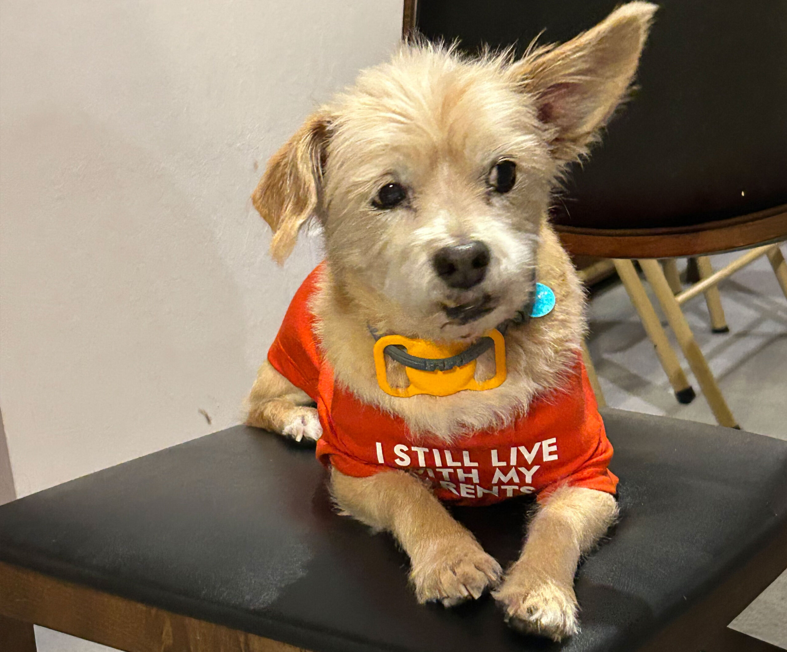 A dog on a chair.