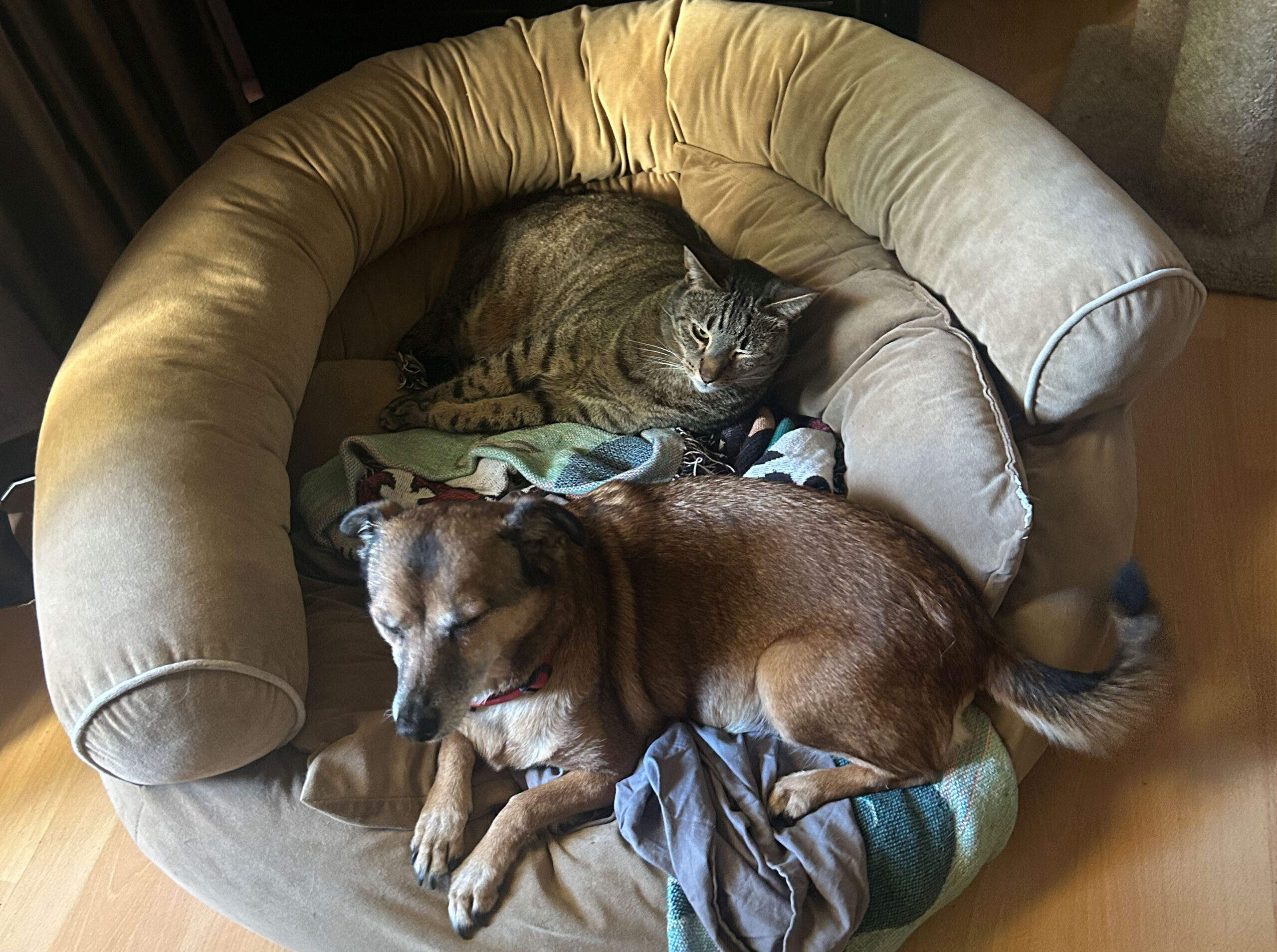 A dog and cat laying down.