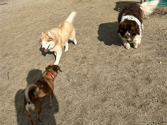 A dog running around.